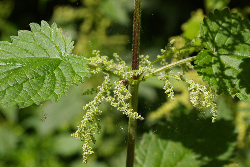 Urtica dioica / Ortica comune
